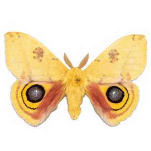 Io Moth