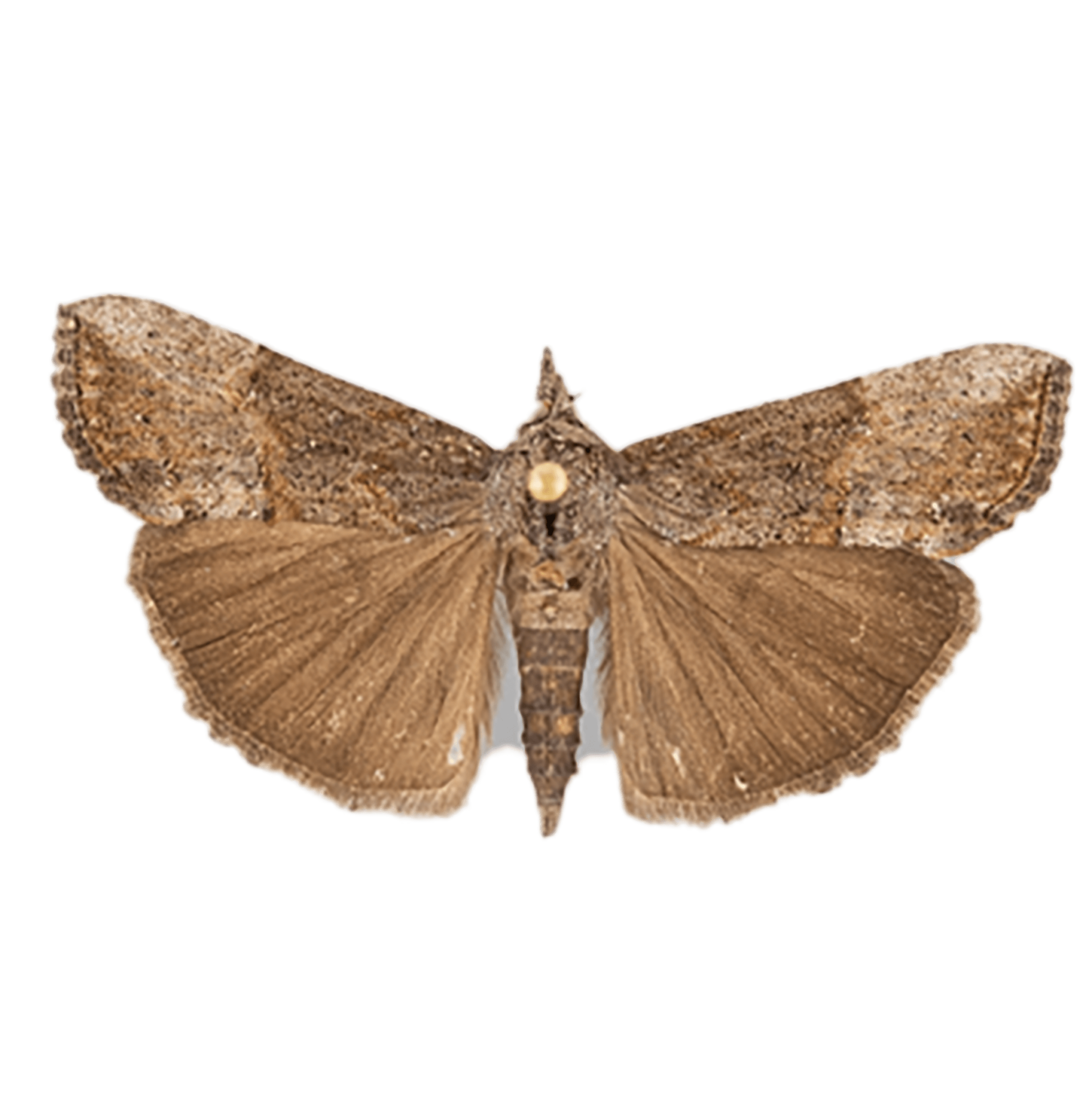 Hypena_scabra_Dor1_ps-2042x2048.png