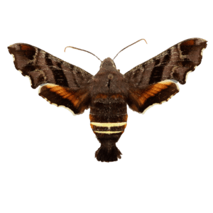 Nessus Sphinx Moth