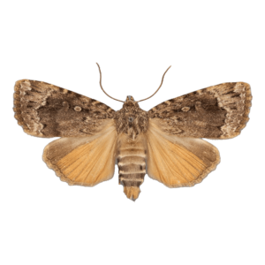 Copper Underwing Moth