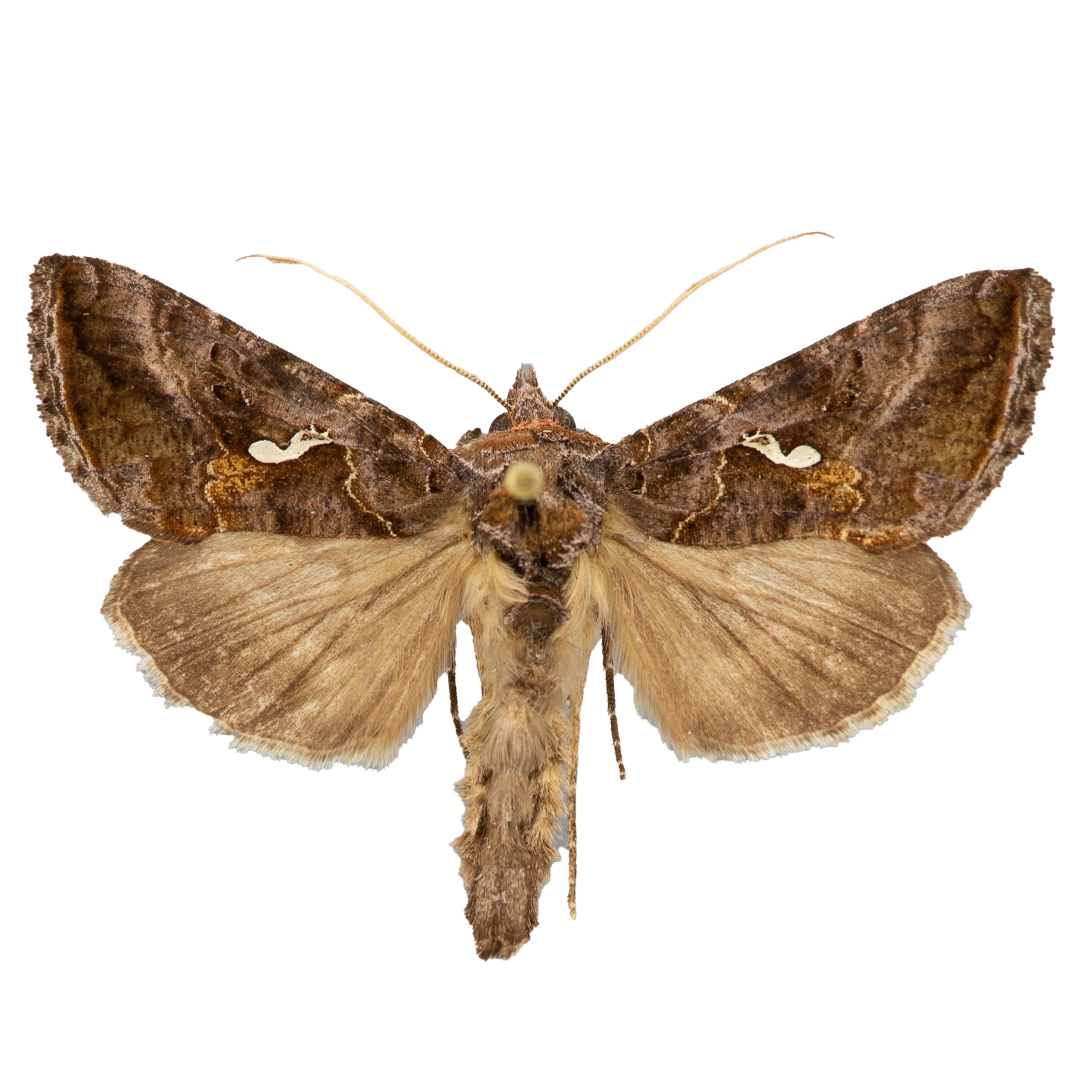 Wisconsin Invasive Moth Identify - The Wisconsin Moths Field Guide