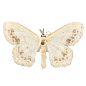 Large Lace-Border Moth