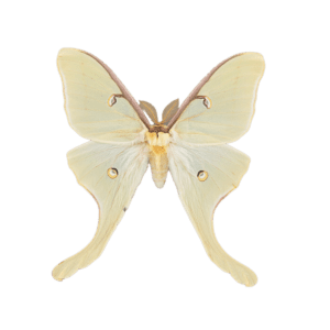 Luna Moth