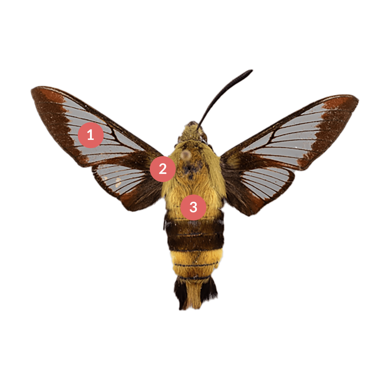 Hummingbird Moth Scale Hummingbird Clearwing - The Wisconsin Moths Field Guide